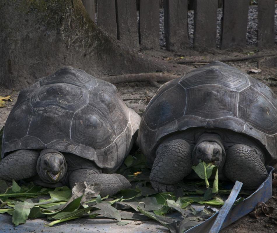 Tortoises